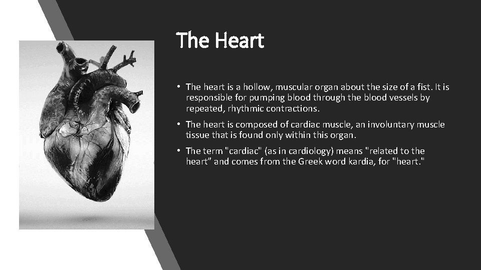 The Heart • The heart is a hollow, muscular organ about the size of