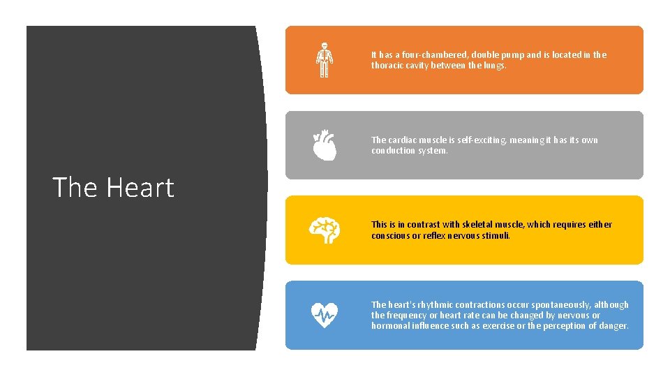 It has a four-chambered, double pump and is located in the thoracic cavity between
