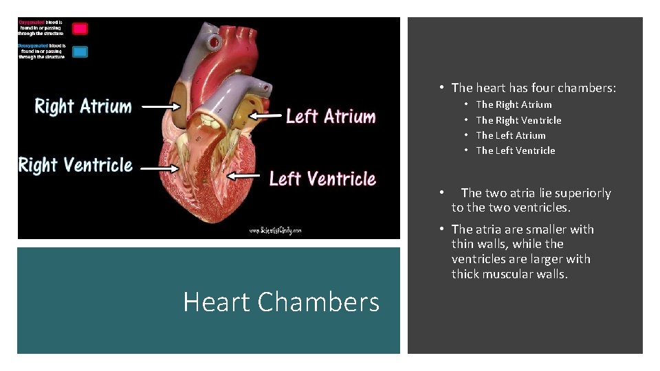  • The heart has four chambers: • • • The Right Atrium The