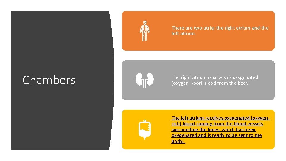 There are two atria; the right atrium and the left atrium. Chambers The right