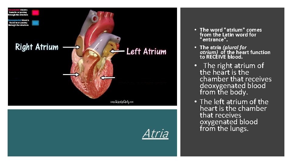  • The word "atrium" comes from the Latin word for "entrance". • The