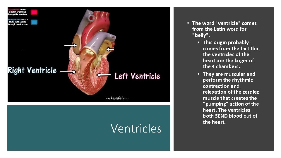 Ventricles • The word "ventricle" comes from the Latin word for "belly". • This