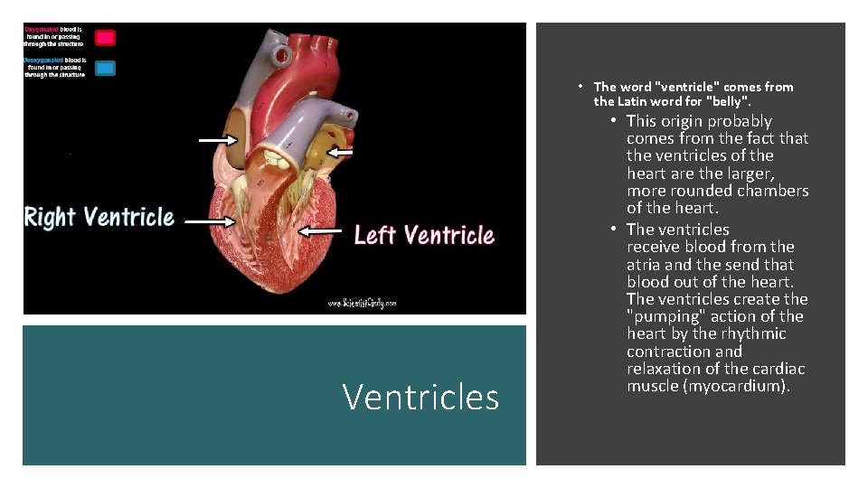  • The word "ventricle" comes from the Latin word for "belly". Ventricles •