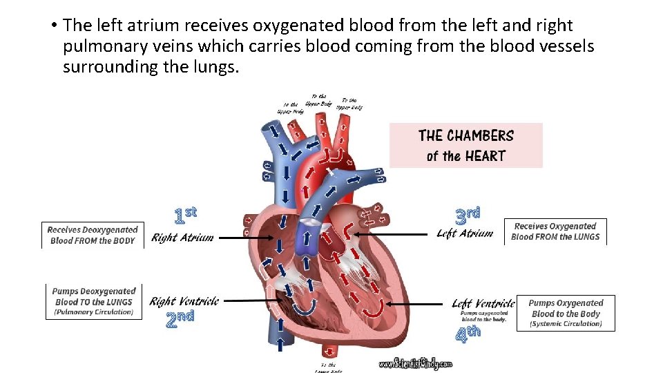  • The left atrium receives oxygenated blood from the left and right pulmonary