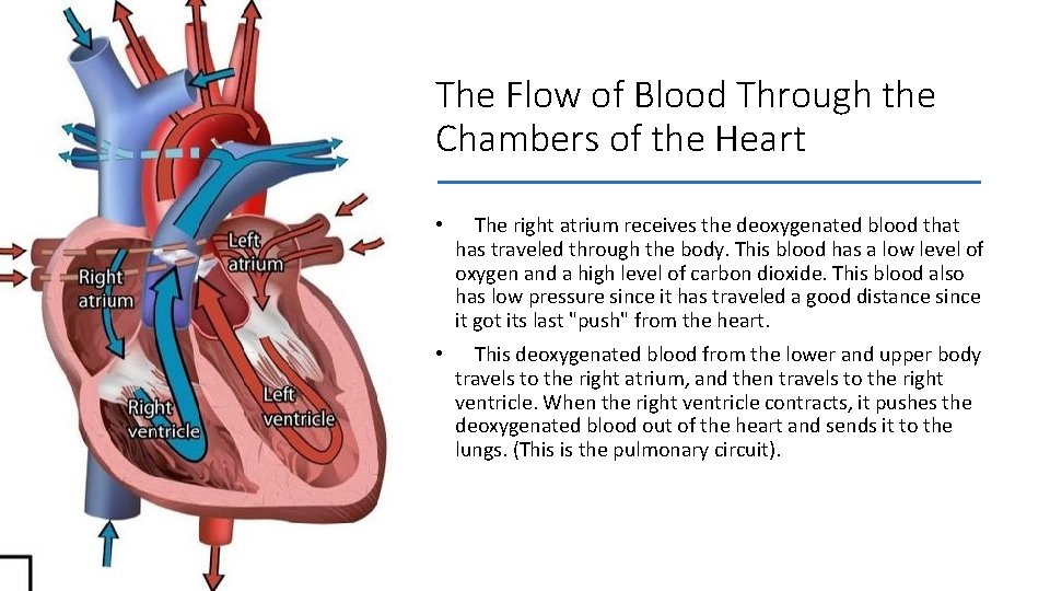 The Flow of Blood Through the Chambers of the Heart • The right atrium