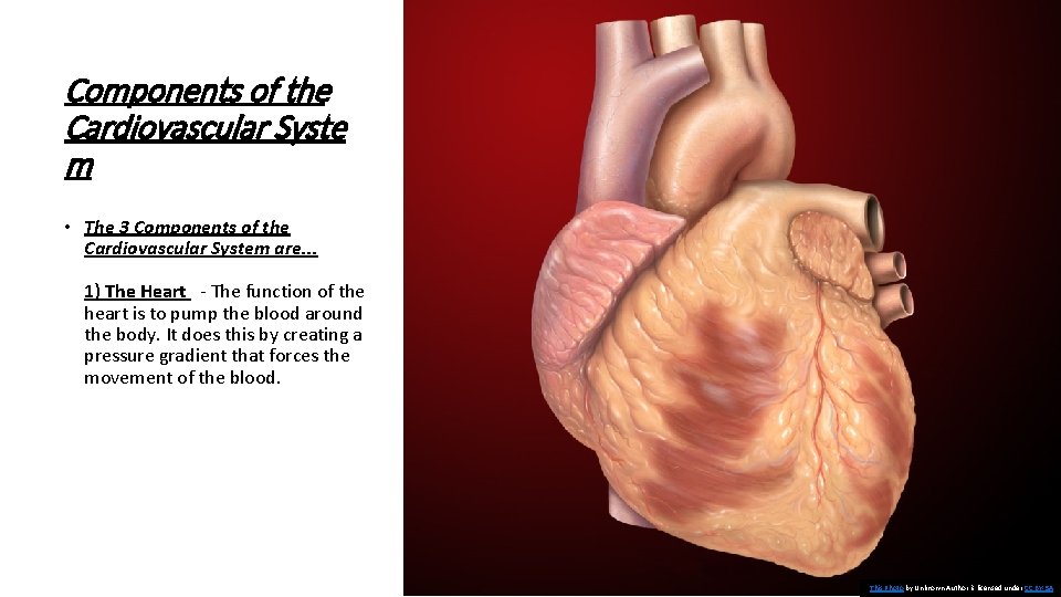 Components of the Cardiovascular Syste m • The 3 Components of the Cardiovascular System