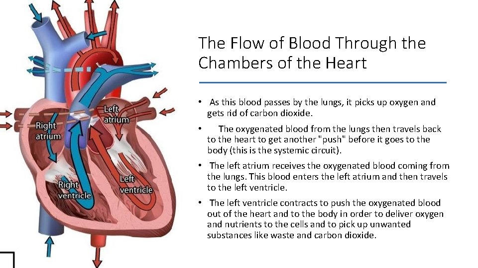 The Flow of Blood Through the Chambers of the Heart • As this blood
