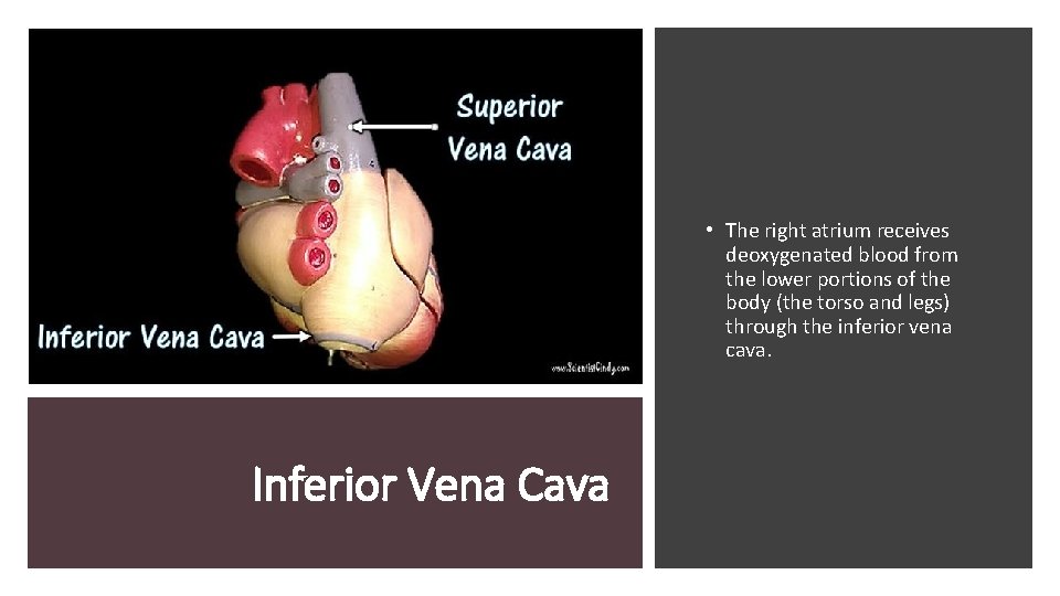  • The right atrium receives deoxygenated blood from the lower portions of the