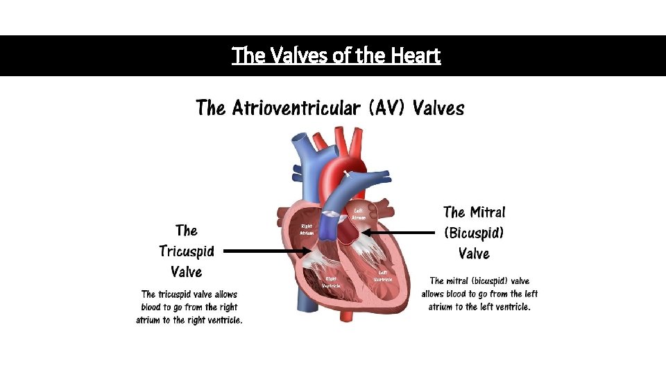 The Valves of the Heart 