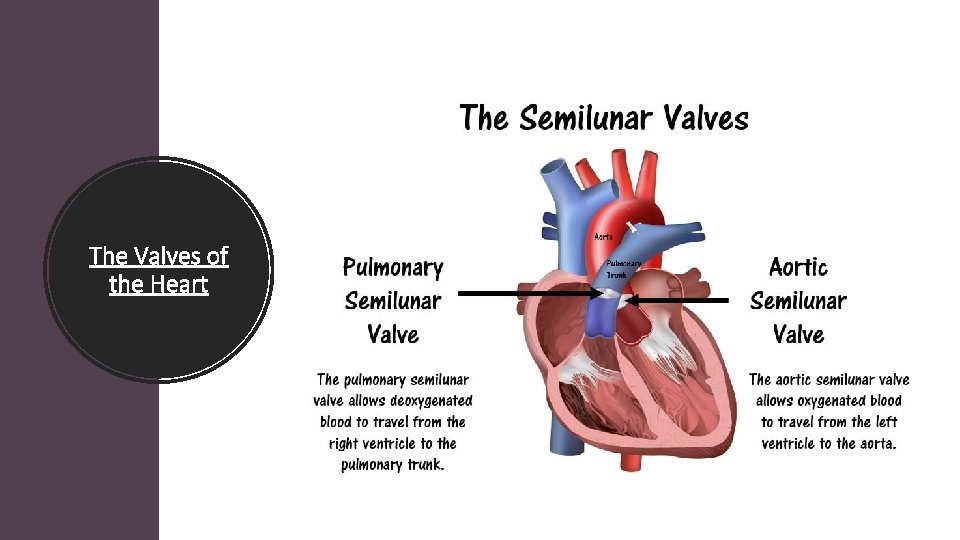 The Valves of the Heart 
