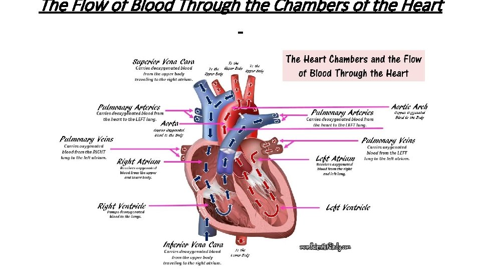 The Flow of Blood Through the Chambers of the Heart 