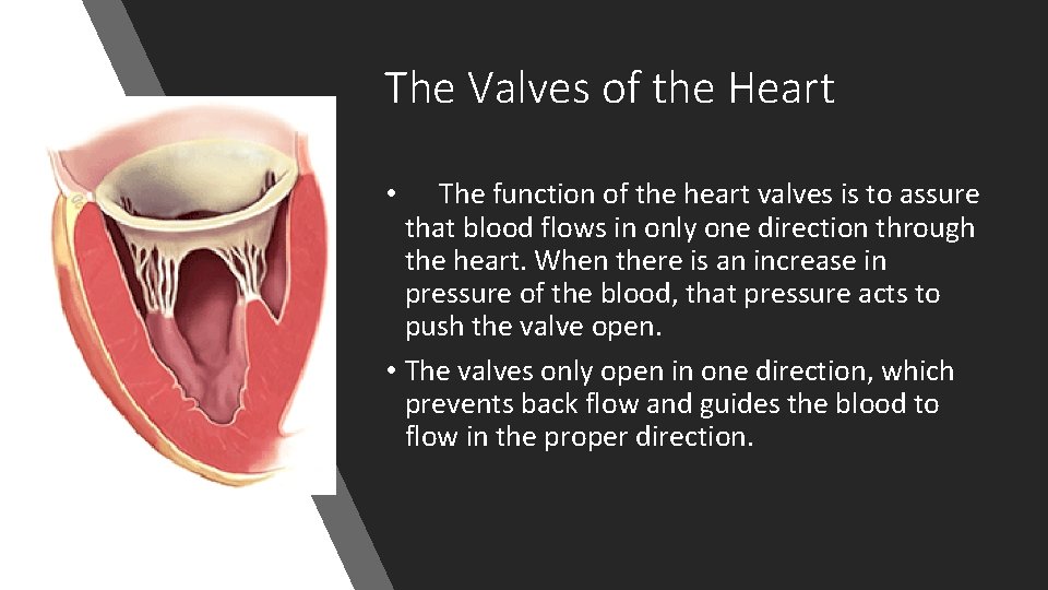 The Valves of the Heart The function of the heart valves is to assure