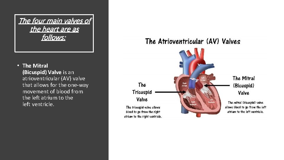 The four main valves of the heart are as follows: • The Mitral (Bicuspid)