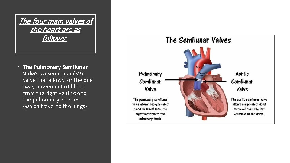 The four main valves of the heart are as follows: • The Pulmonary Semilunar