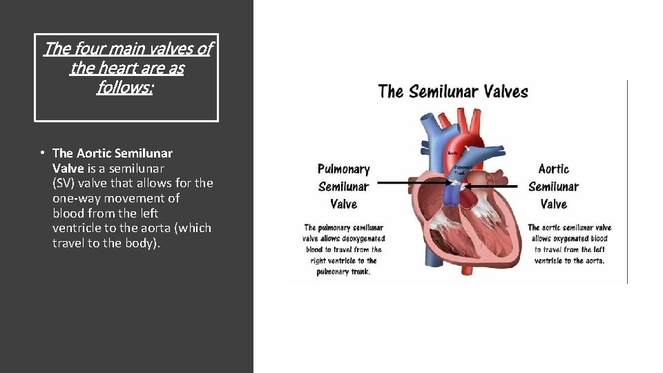 The four main valves of the heart are as follows: • The Aortic Semilunar