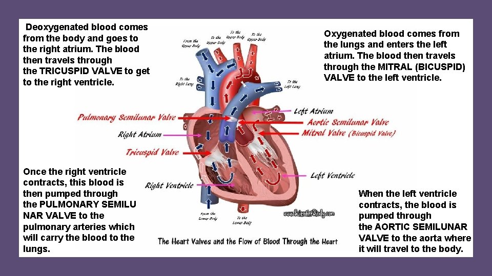 Deoxygenated blood comes from the body and goes to the right atrium. The blood