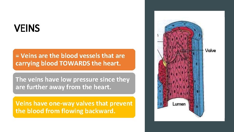 VEINS = Veins are the blood vessels that are carrying blood TOWARDS the heart.