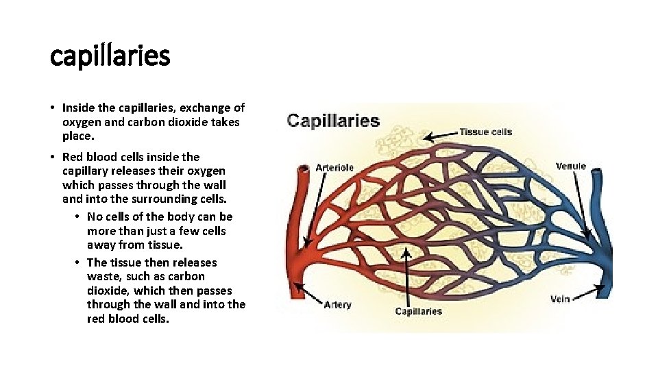 capillaries • Inside the capillaries, exchange of oxygen and carbon dioxide takes place. •