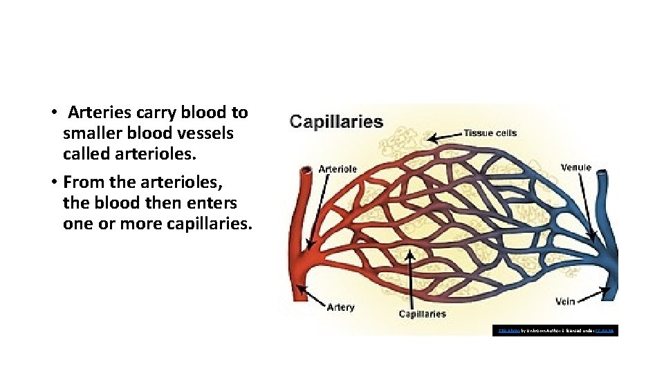  • Arteries carry blood to smaller blood vessels called arterioles. • From the