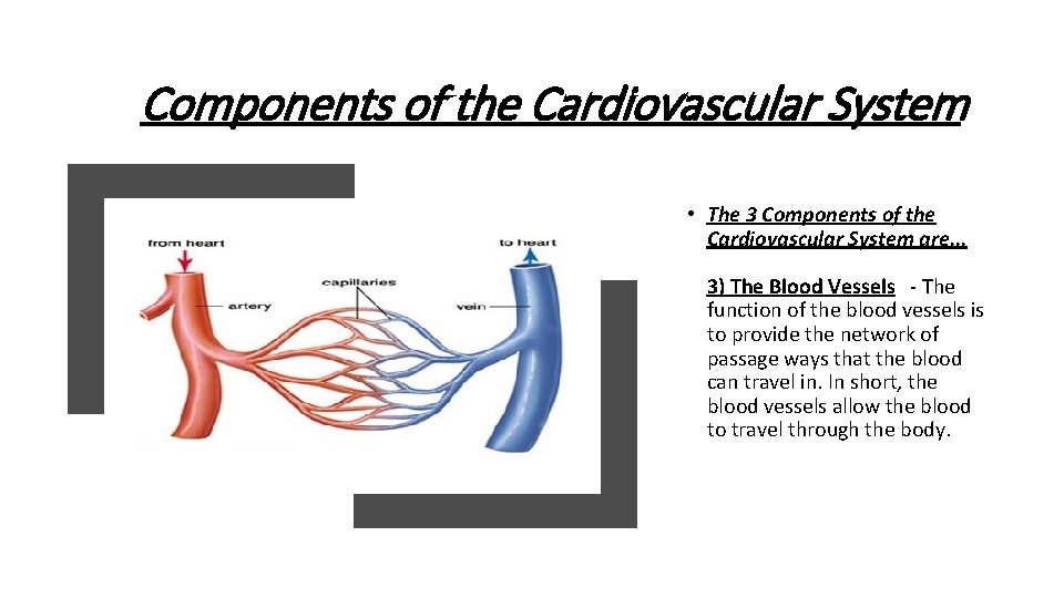 Components of the Cardiovascular System • The 3 Components of the Cardiovascular System are.