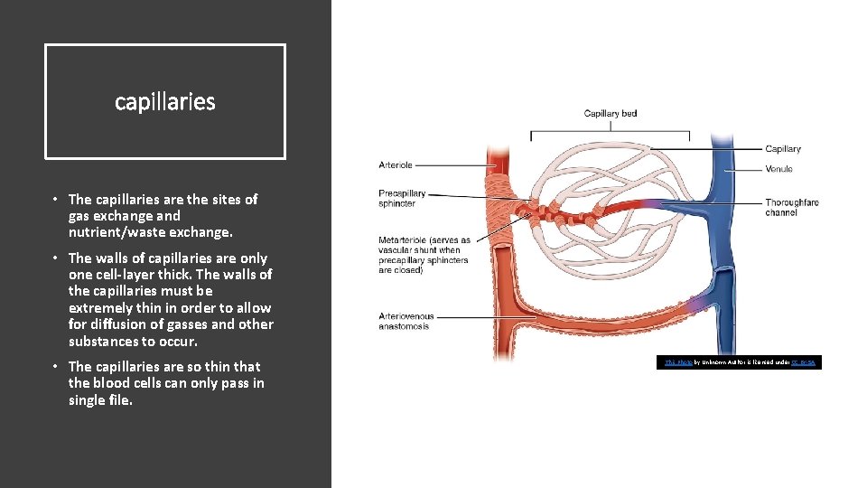 capillaries • The capillaries are the sites of gas exchange and nutrient/waste exchange. •