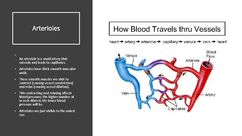 Arterioles • An arteriole is a small artery that extends and leads to capillaries.