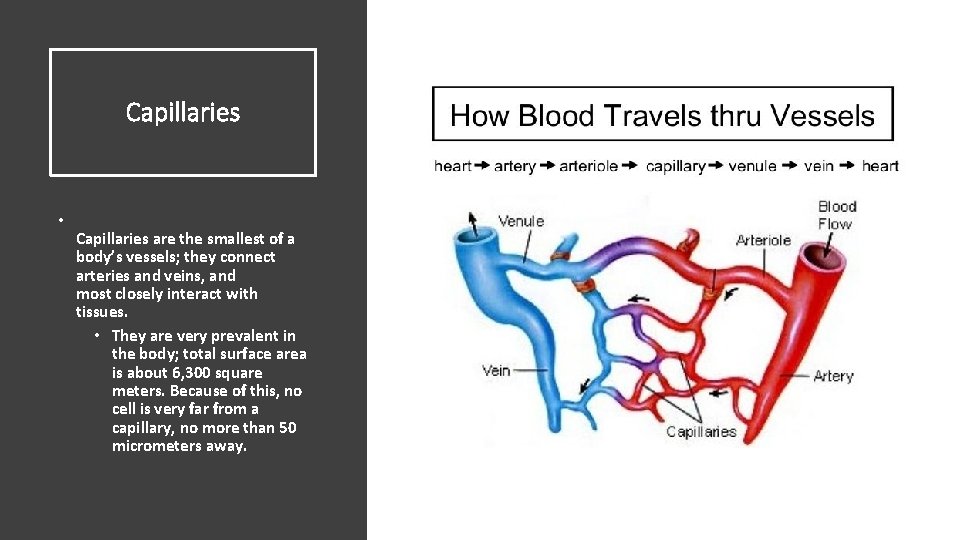 Capillaries • Capillaries are the smallest of a body’s vessels; they connect arteries and