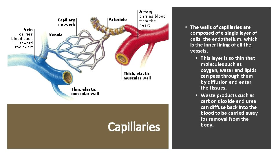 Capillaries • The walls of capillaries are composed of a single layer of cells,