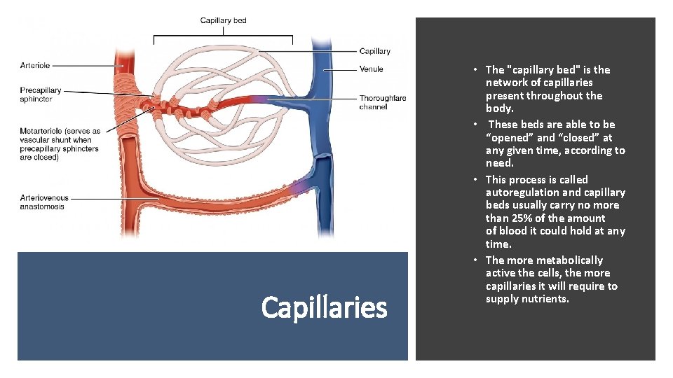 Capillaries • The "capillary bed" is the network of capillaries present throughout the body.