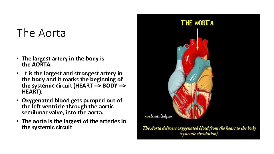 The Aorta • The largest artery in the body is the AORTA. • It
