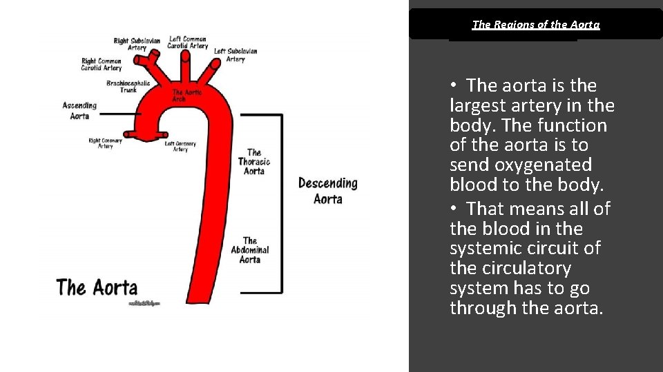 The Regions of the Aorta • The aorta is the largest artery in the
