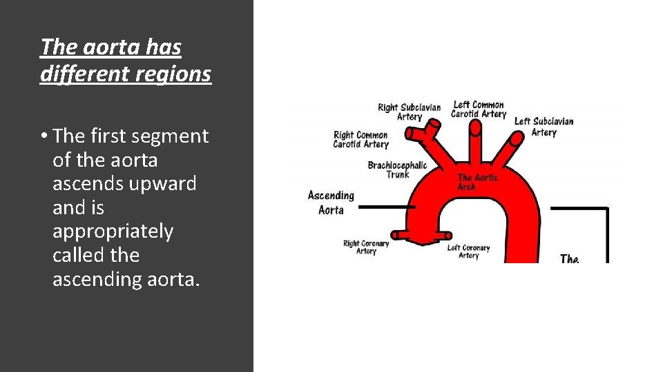 The aorta has different regions • The first segment of the aorta ascends upward