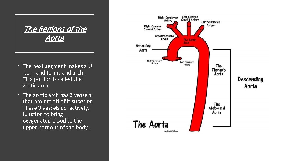 The Regions of the Aorta • The next segment makes a U -turn and