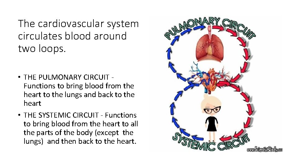 The cardiovascular system circulates blood around two loops. • THE PULMONARY CIRCUIT Functions to