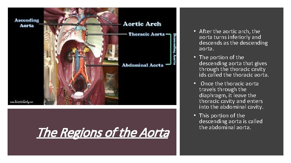The Regions of the Aorta • After the aortic arch, the aorta turns inferiorly