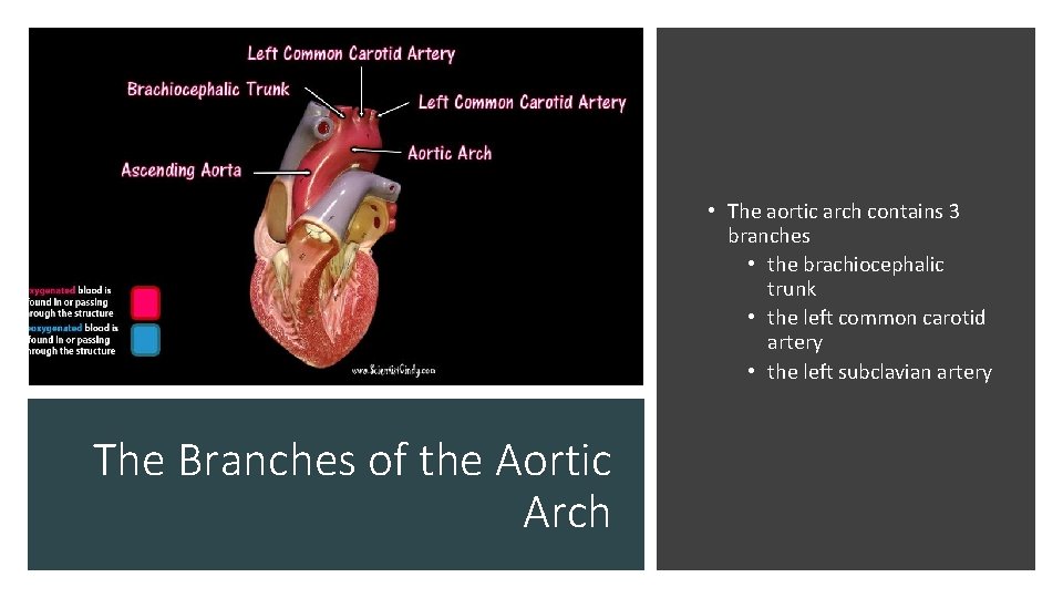  • The aortic arch contains 3 branches • the brachiocephalic trunk • the