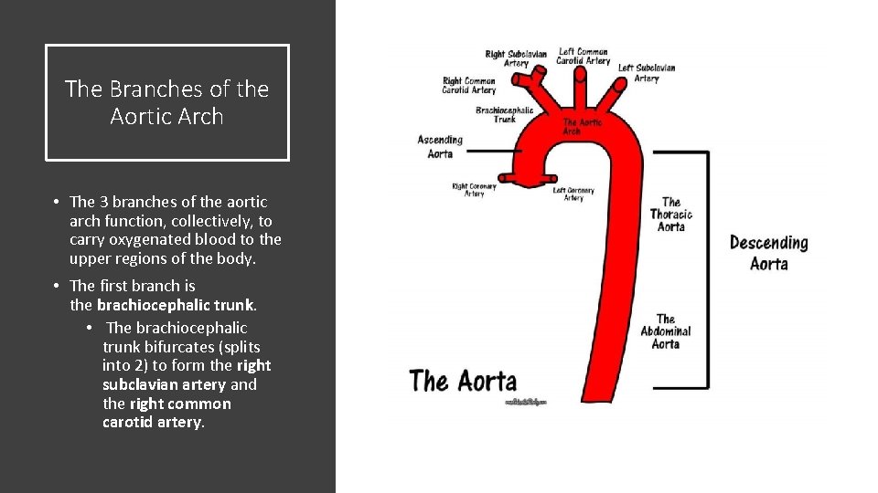 The Branches of the Aortic Arch • The 3 branches of the aortic arch