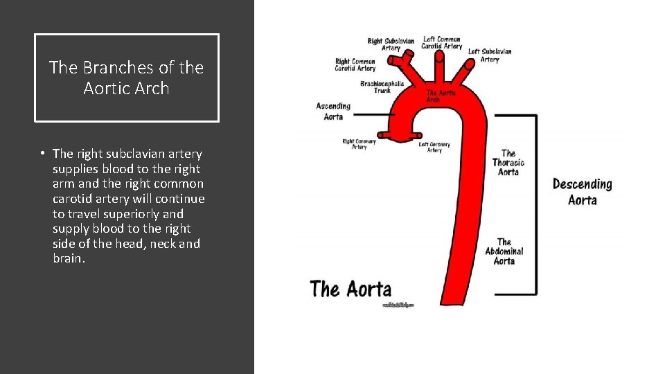 The Branches of the Aortic Arch • The right subclavian artery supplies blood to