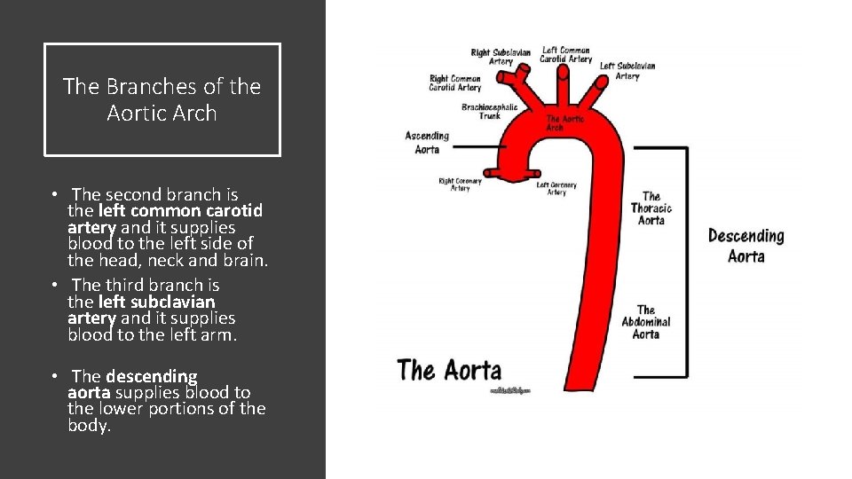 The Branches of the Aortic Arch • The second branch is the left common