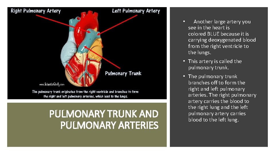  • Another large artery you see in the heart is colored BLUE because