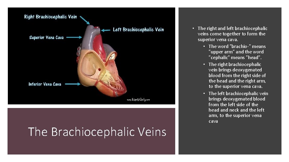 The Brachiocephalic Veins • The right and left brachiocephalic veins come together to form