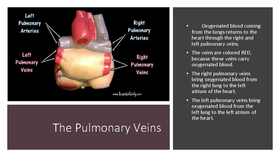  • Oxygenated blood coming from the lungs returns to the heart through the