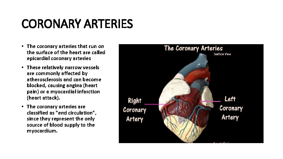CORONARY ARTERIES • The coronary arteries that run on the surface of the heart