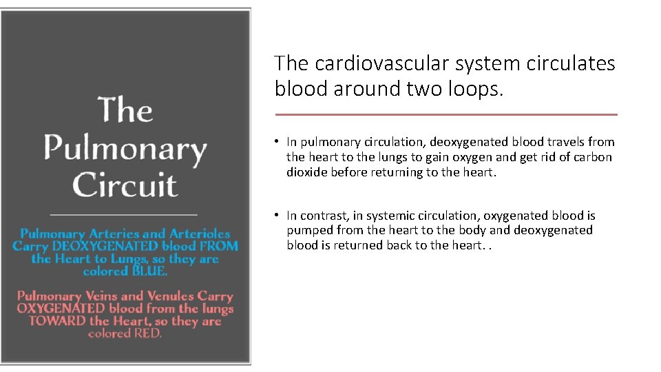 The cardiovascular system circulates blood around two loops. • In pulmonary circulation, deoxygenated blood