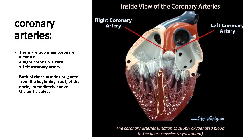 coronary arteries: • There are two main coronary arteries: • Right coronary artery •