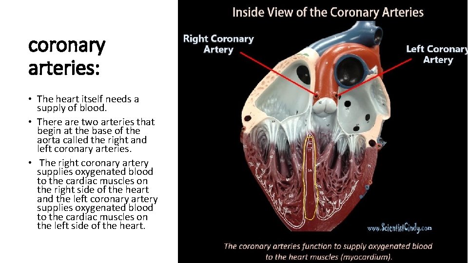 coronary arteries: • The heart itself needs a supply of blood. • There are