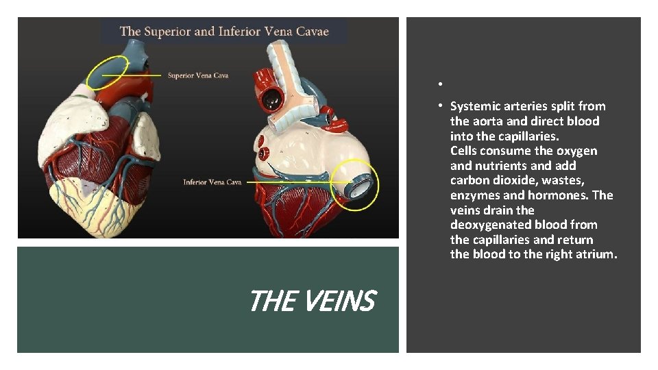  • • Systemic arteries split from the aorta and direct blood into the