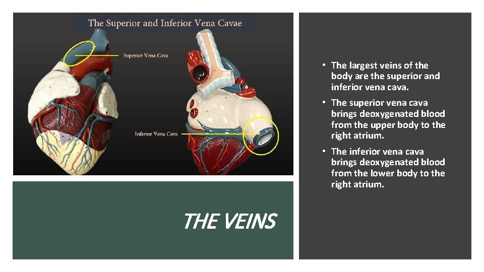 • The largest veins of the body are the superior and inferior vena