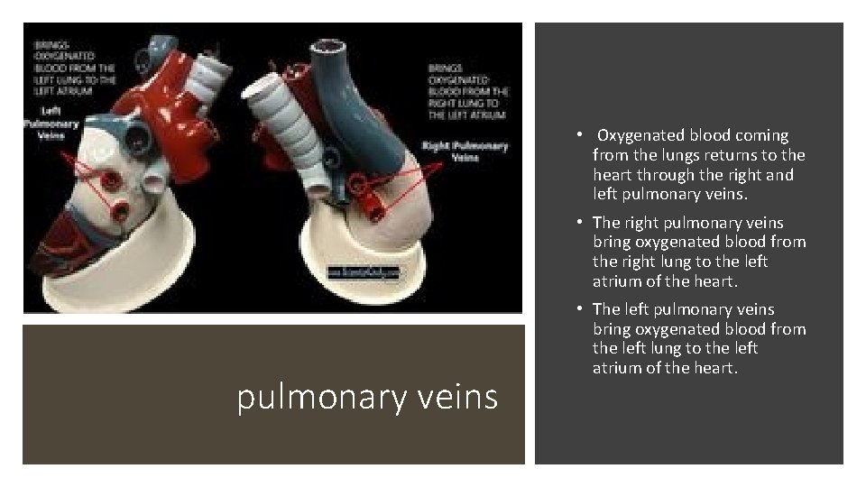  • Oxygenated blood coming from the lungs returns to the heart through the