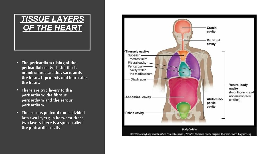 TISSUE LAYERS OF THE HEART • The pericardium (lining of the pericardial cavity) is